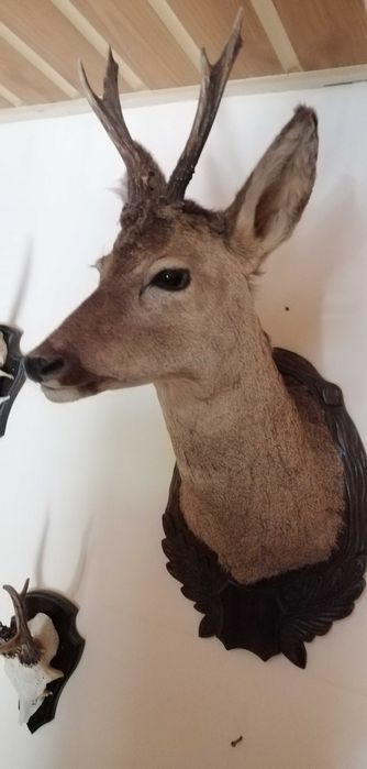 Trofeu de vânătoare căprior