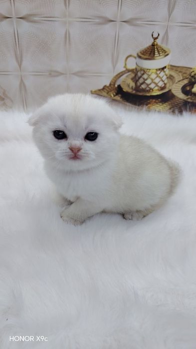 Zalotisti shinshilla