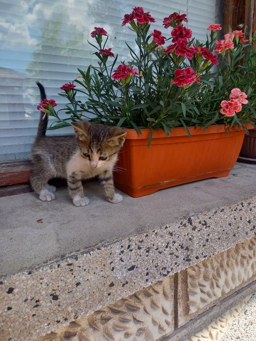 Подарявам 2 котета