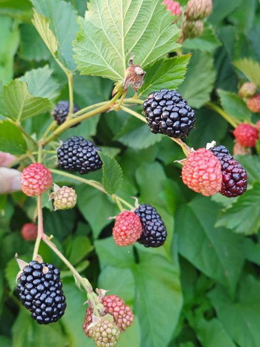 Mure de vânzare proaspătă!