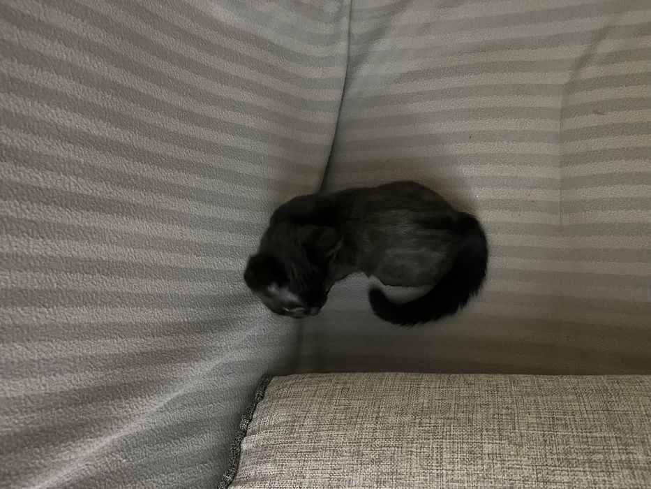 Котенок шотландец