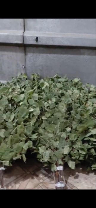 Продам веники для бани береза