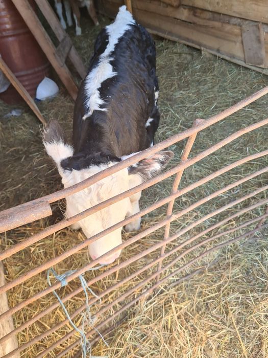 Vitica angus 2 saptamhni suge la biberon și un tauras belgian