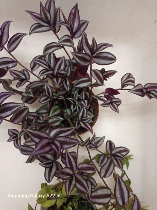 Plante curgatoare tradescantia