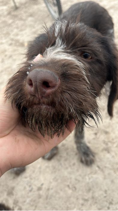 дратхаара щенок 4 месяц кабель продается