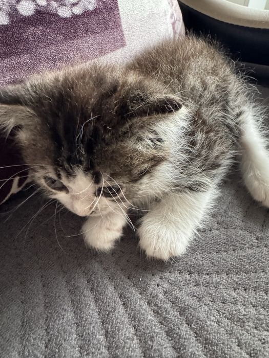Котенок 2 месяца