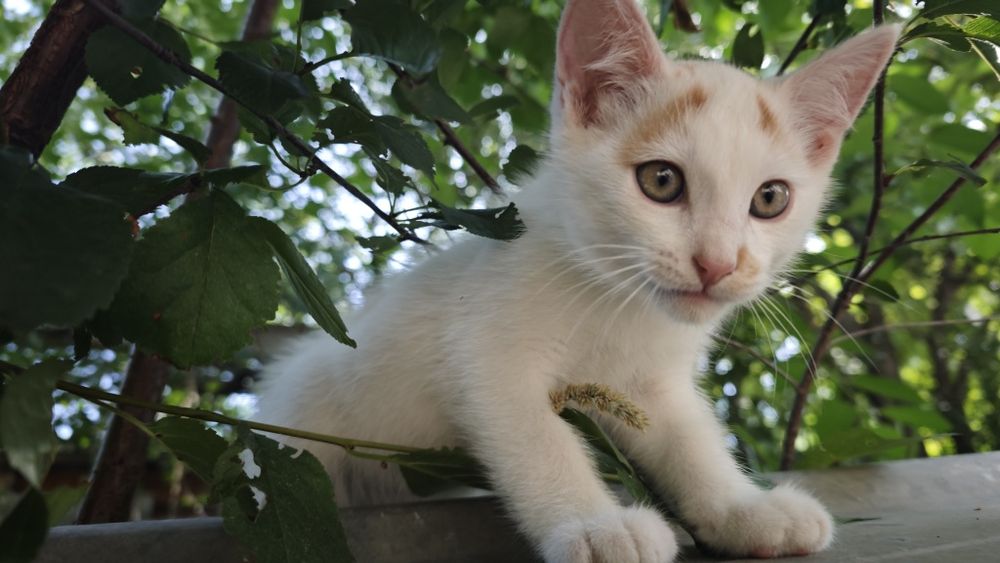 Котёнок ищет семью