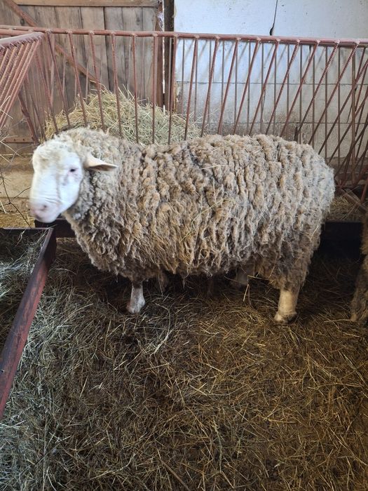 Vănd berbeci ile de france