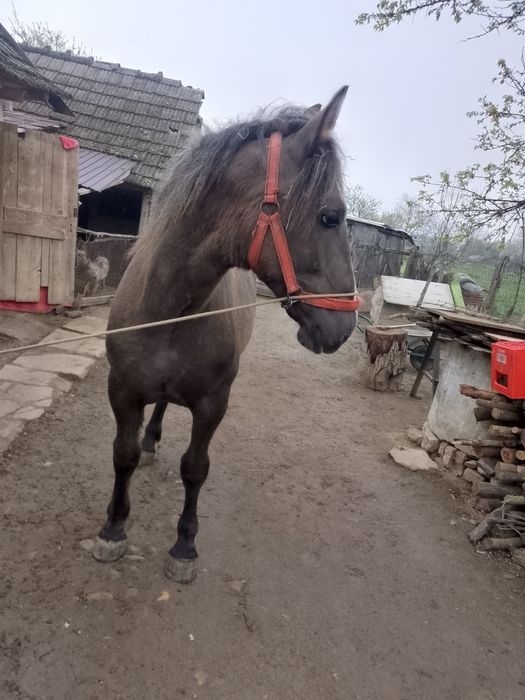 Manza blanda de 10 luni