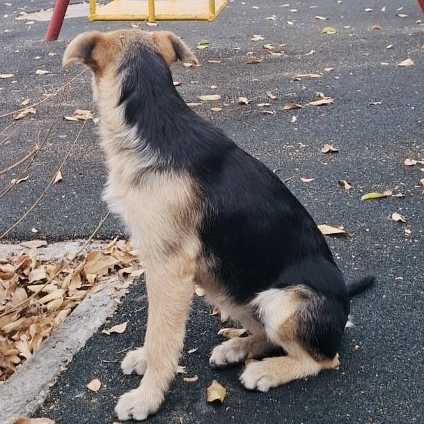 Щенок мальчик Щенки щенята собака