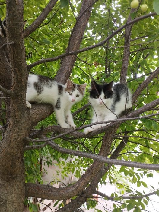 Отдаём котят в хорошие руки