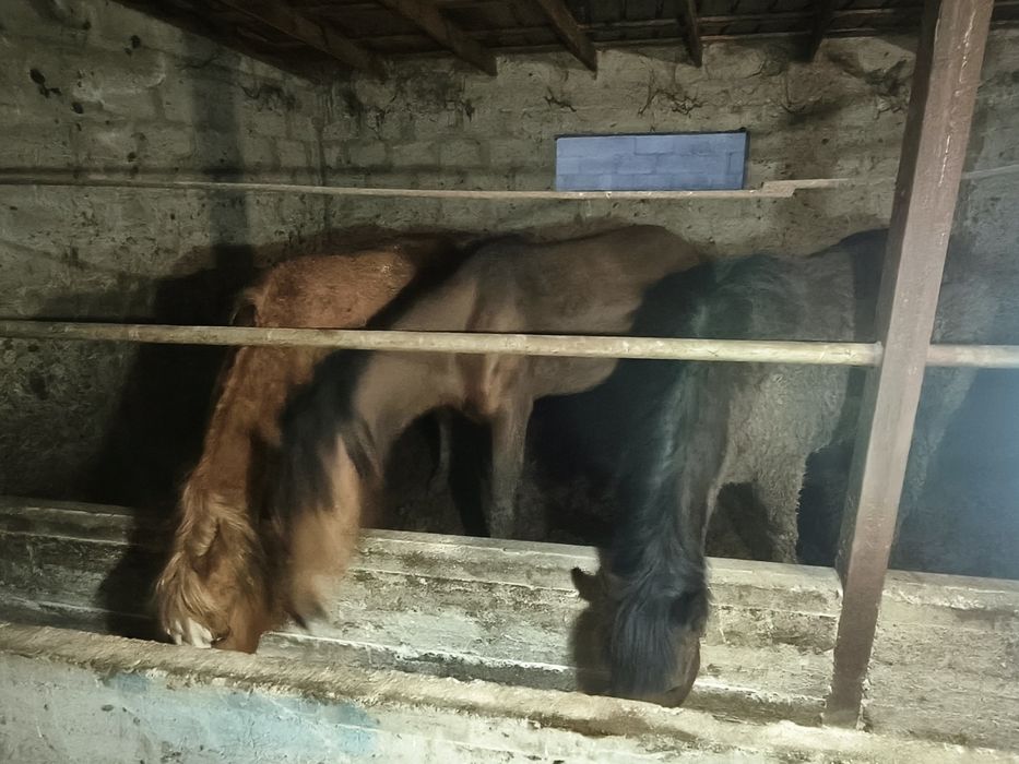 Баиталдар откормда