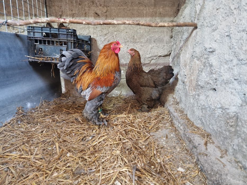 Oua incubat brahma pitic