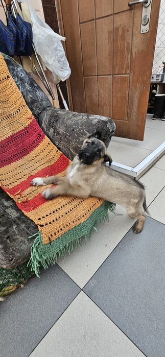 Классные ребята в поисках  хозяина!