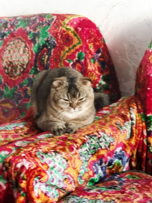 Scottish chinchila 8 oyli