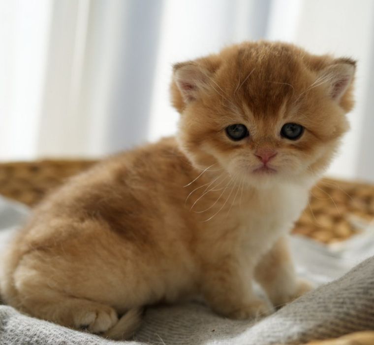 Продаются британские котята,золотые шиншиллы