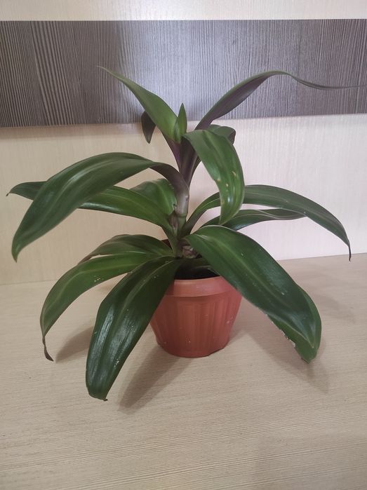 Комнатные цветы и растения