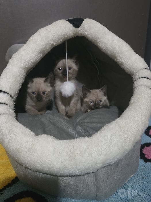 Продаются котята