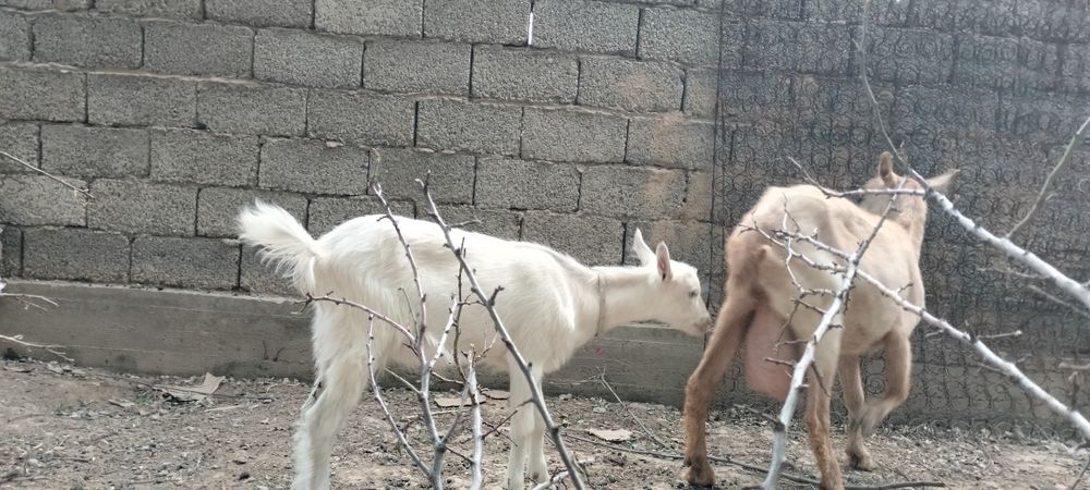 Сүтті лақ, козочка, заанеская