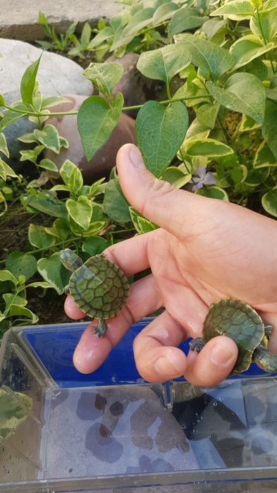 Продаются водные черепашки