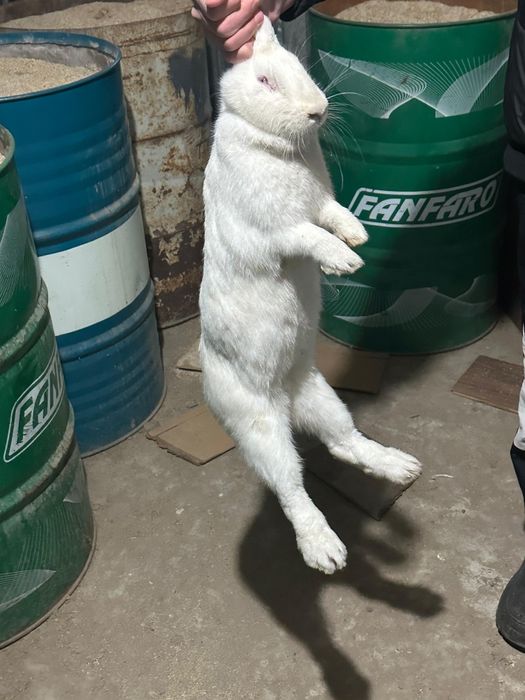 Кролик Срочно ???Продается