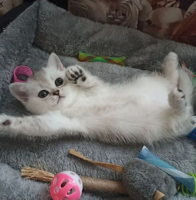 Шотландские шиншиллки серебристые