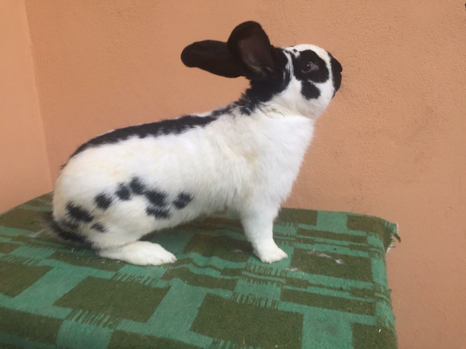 Vând iepuri hycole francez și fluture german