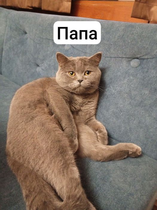 Продаётся котёнок