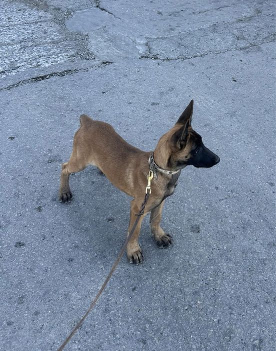 Собака Малинуа щенок продаю