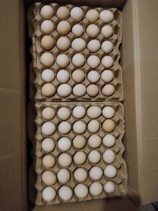 Яйцо инкубационное РОСС 308
