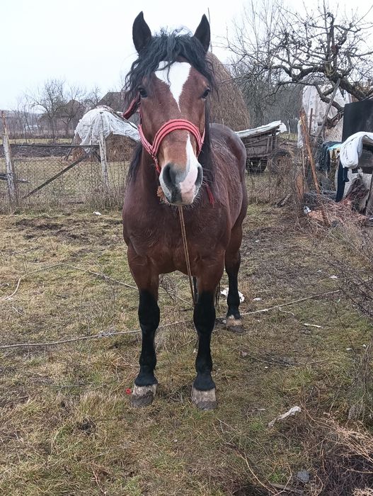 Vând harmasar de 4 anii este cuminte și garantat de tras