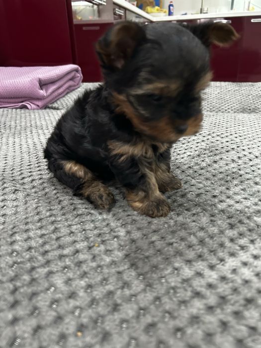 мини йоркширски териер