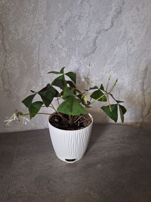 Оксалис (кислица или клевер счастья).