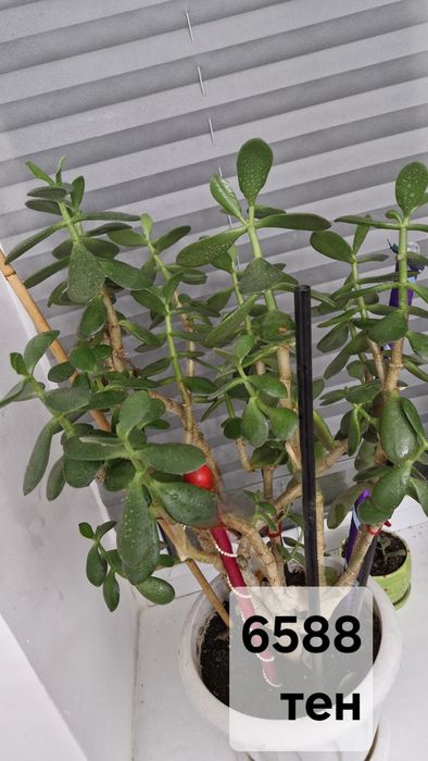 Денежное дерево.