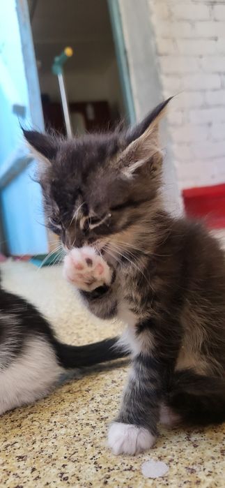 Мысықтар мысык кошки котяти