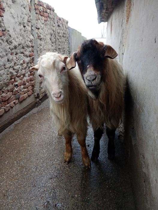 Vând 3 țapi , Braneț Olt