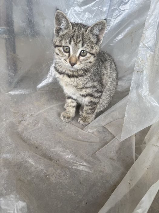 Отдам двух котят в хорошие руки