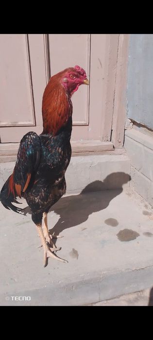 Horoz Kareya shamo sotiladi