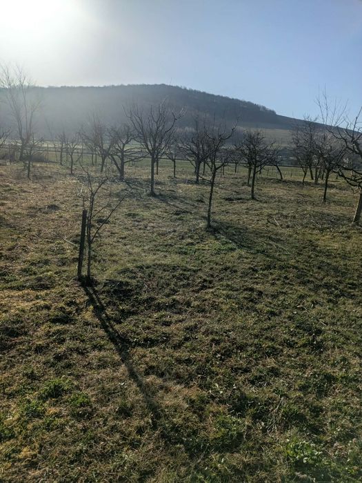 Curatam terene tudem pom