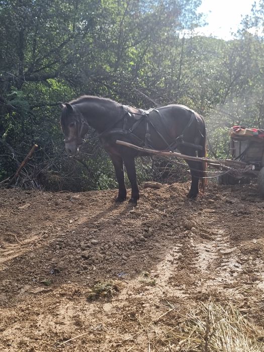 Armăsar de 2ani de vânzare