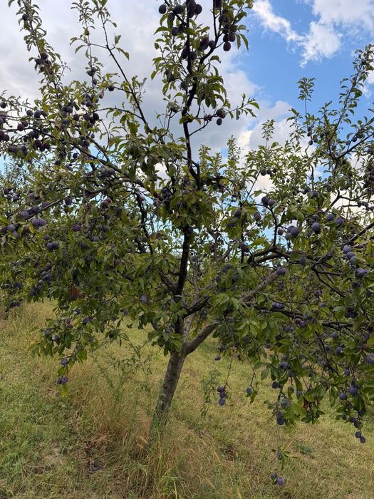 Prune de vanzare