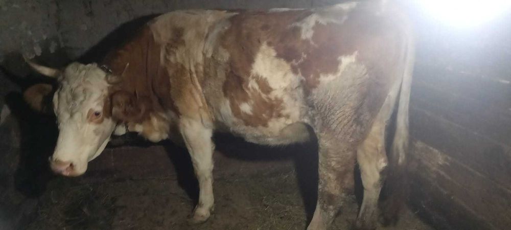 De vânzare vaca tânără și cuminte