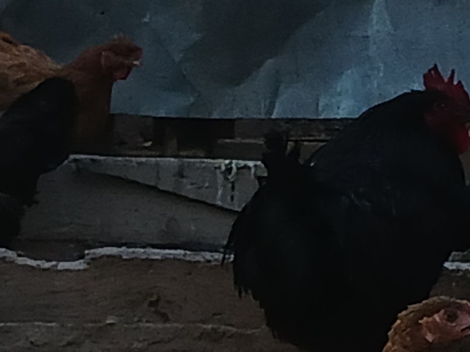 1 қораз,15 тауық