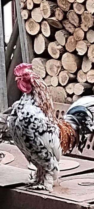 Vând găinușe  pitice