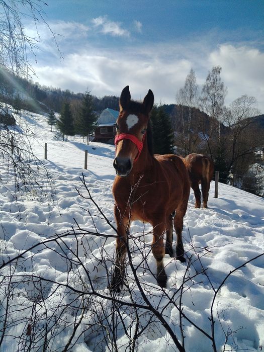 Vând mânză de 8 luni