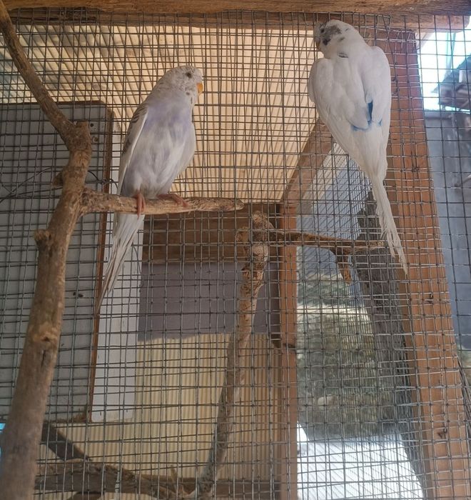 Qushlar sotiladi
