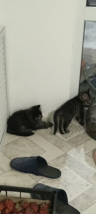 Отдадим котят в добрые руки
