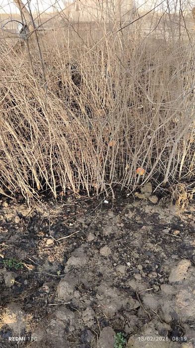 Qayrag'och daraxti niholi