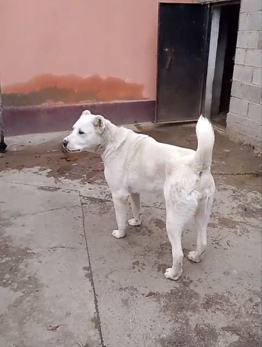 Продам собаку алабай