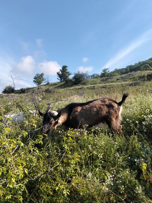 Vând țap de un an